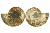 Cut & Polished, Agatized Ammonite Fossil - Madagascar #310608-1